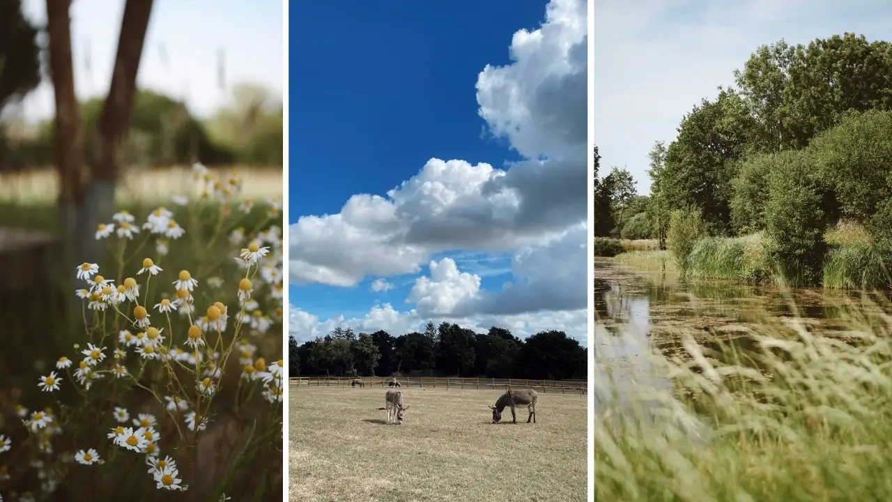 Dog Friendly Off Grid Camping