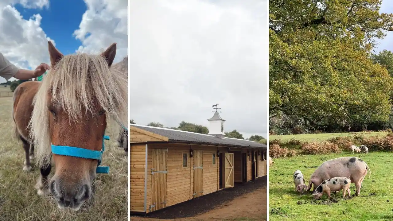meadow view petting farm